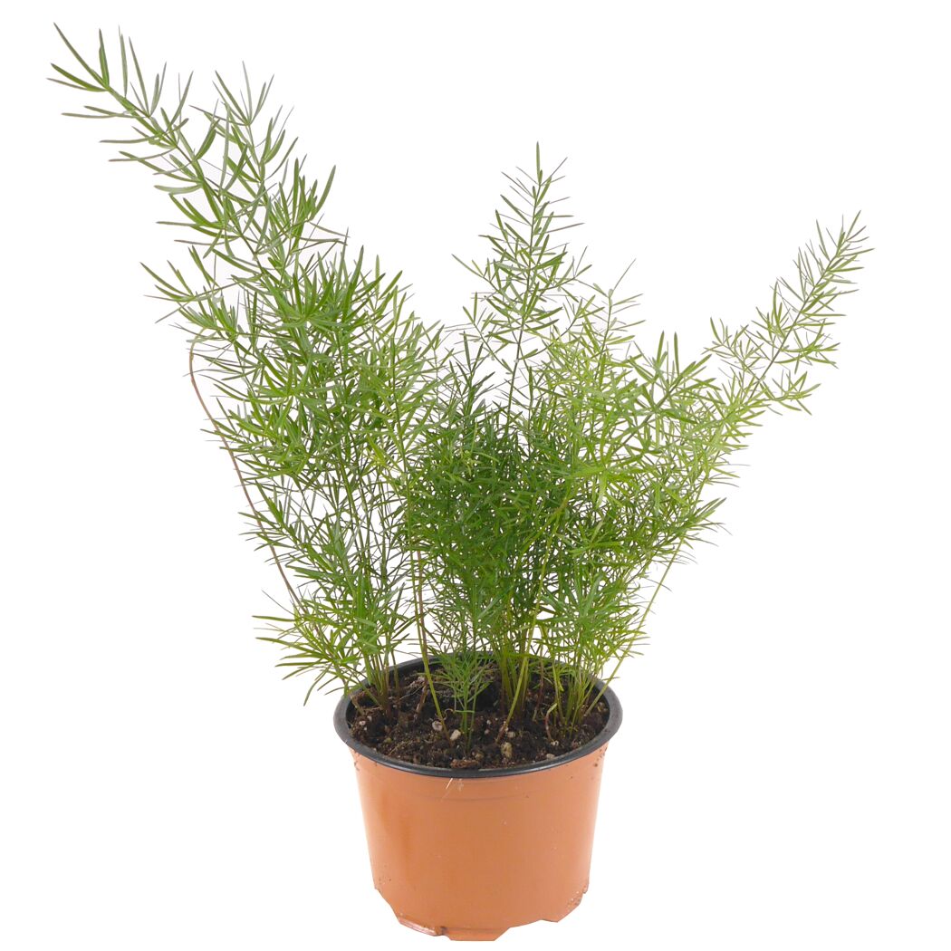 Zier-Spargel verschiedene Sorten 12 cm Topf
