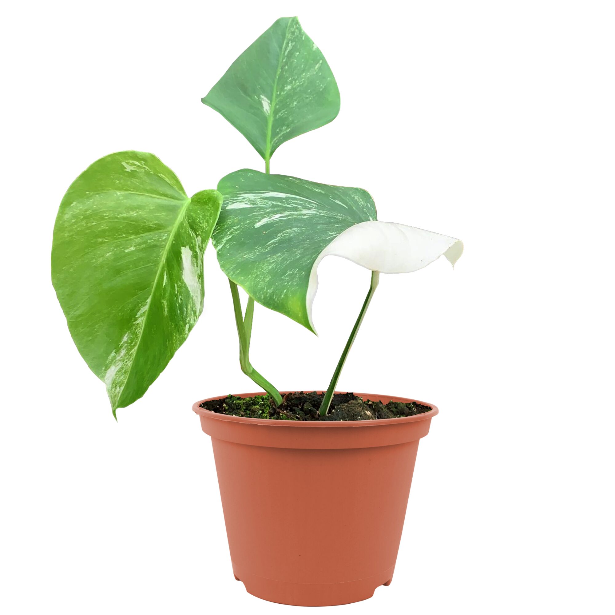 Monstera Deliciosa Variegata in einem Topf