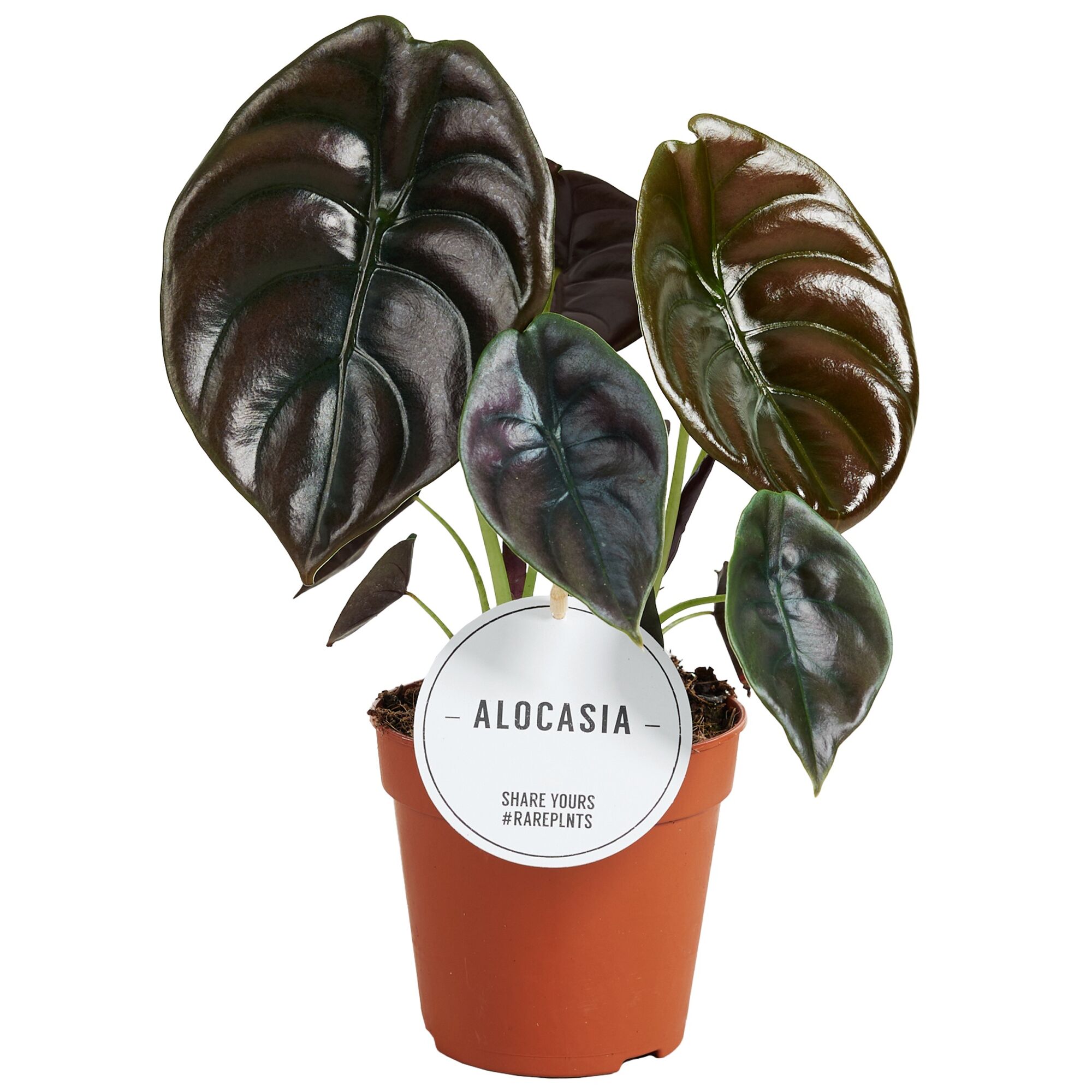 Alocasia Red Secret Pflanze im Topf