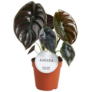 Alocasia 'Red Secret' 12 cm Topf