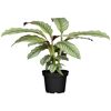 Calathea Korbmarante in schwarzem Topf