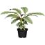 Calathea Korbmarante in schwarzem Topf