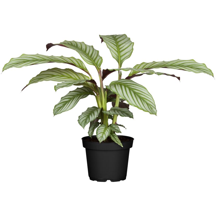 Calathea Korbmarante in schwarzem Topf