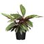 Calathea Korbmarante in schwarzem Topf