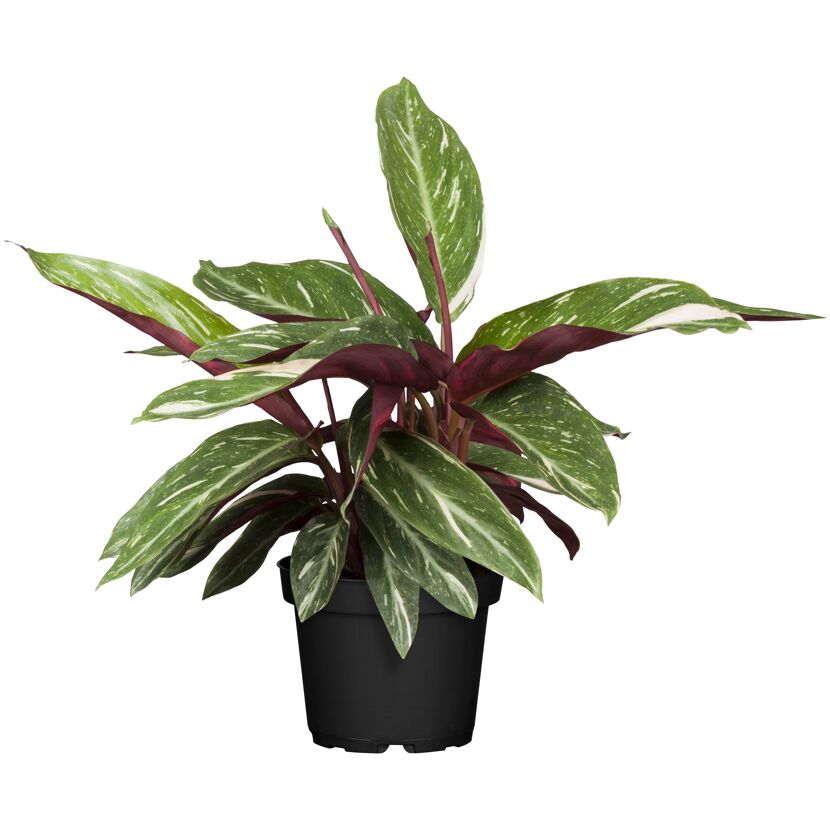 Calathea Korbmarante in schwarzem Topf