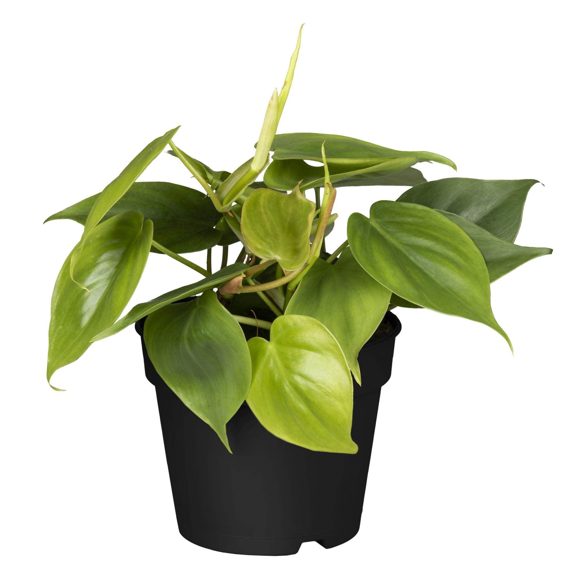 Philodendron Scandens im schwarzen Topf