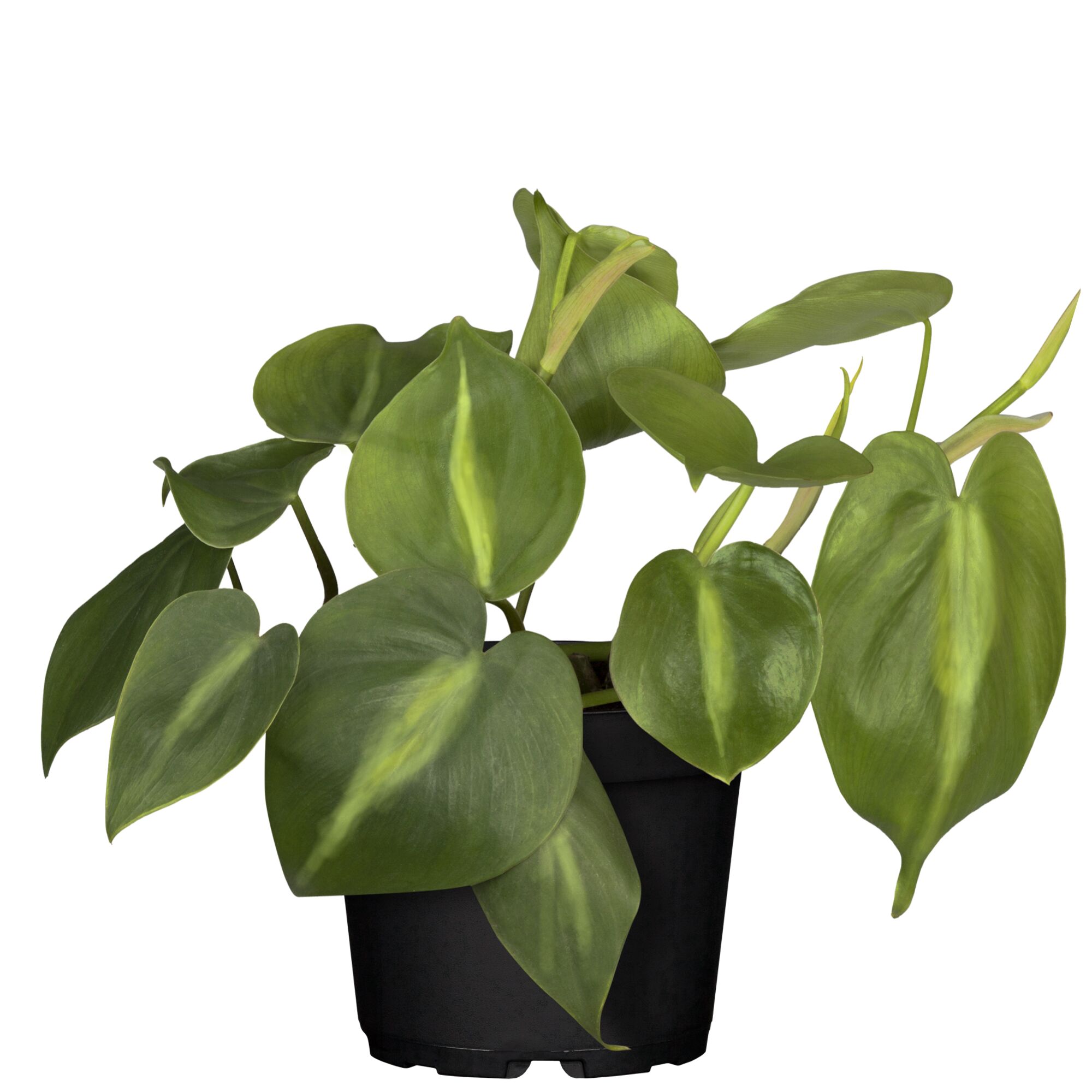Philodendron Scandens Brasil in schwarzem Topf