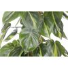 Philodendron Scandens Brasil