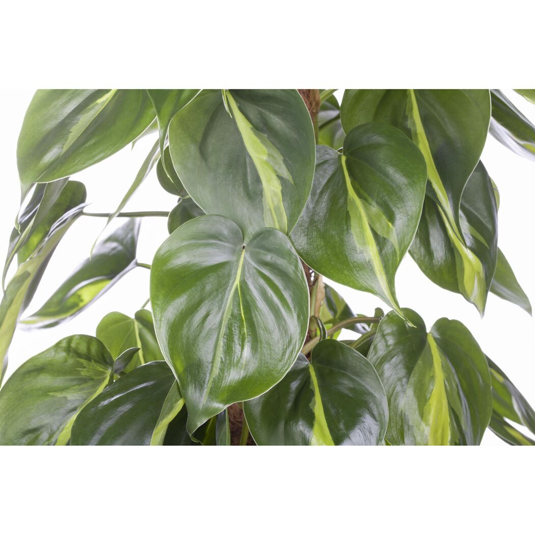 Philodendron Scandens Brasil