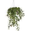 Ampelpflanzen verschiedene Sorten 14 cm Topf