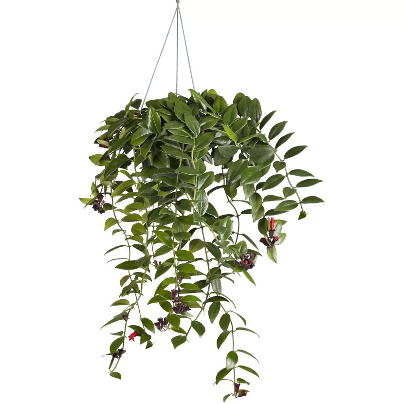 Ampelpflanzen verschiedene Sorten 14 cm Topf