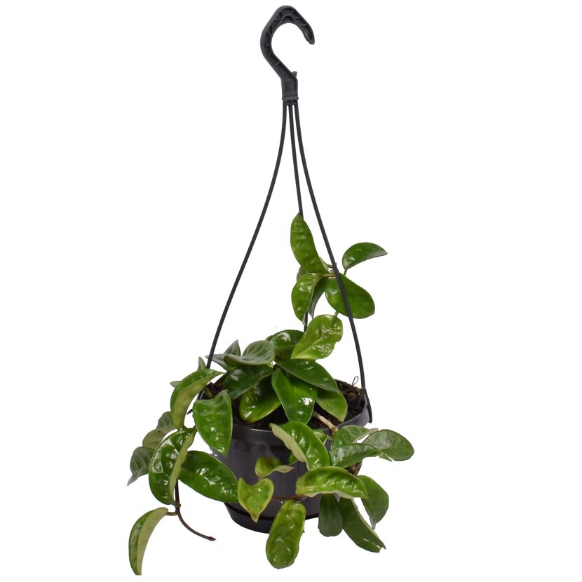 Ampelpflanzen verschiedene Sorten 14 cm Topf