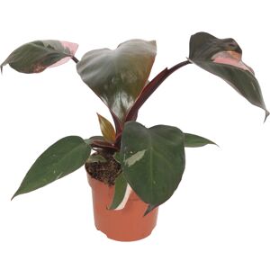Philodendron 'Pink Princess' 5 % Pinkanteil, 12 cm Topf