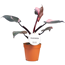 Philodendron 'Pink Princess' 12 cm Topf