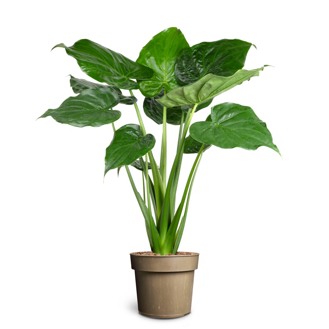 Grünpflanzen verschiedene Sorten 24 cm Topf
