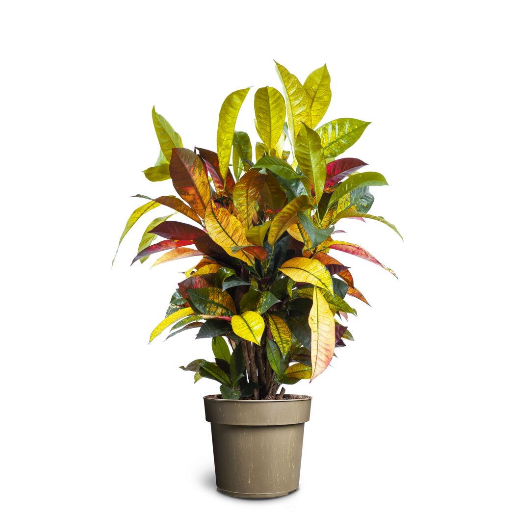 Grünpflanzen verschiedene Sorten 24 cm Topf