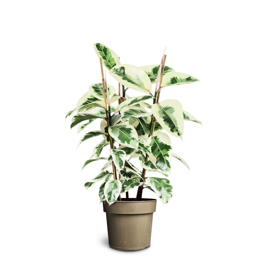 Grünpflanzen verschiedene Sorten 24 cm Topf
