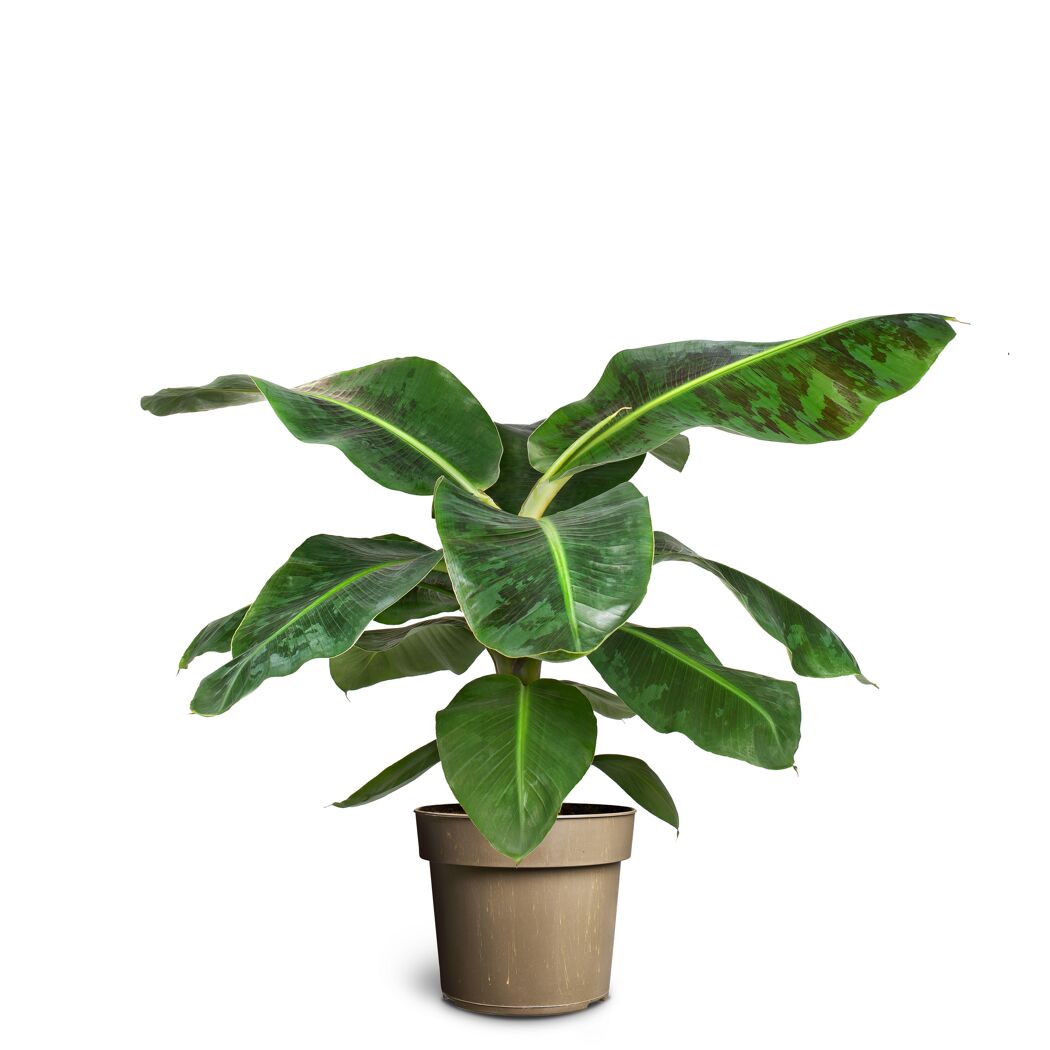 Grünpflanzen verschiedene Sorten 24 cm Topf