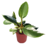 Philodendron 'White Princess' 12 cm Topf