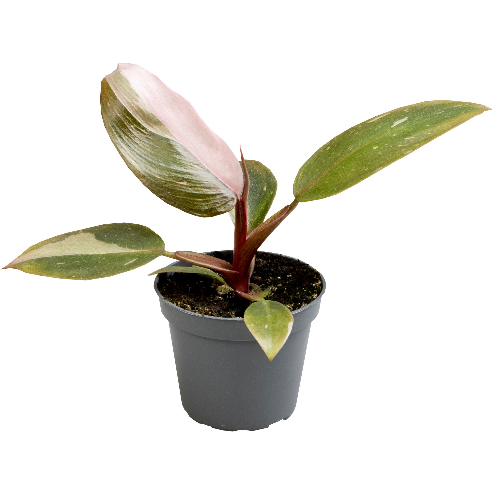 Philodendron 'Pink Princess' 6 cm Topf + product picture