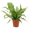 Krokodilfarn 'Crocodylus' 12 cm Topf