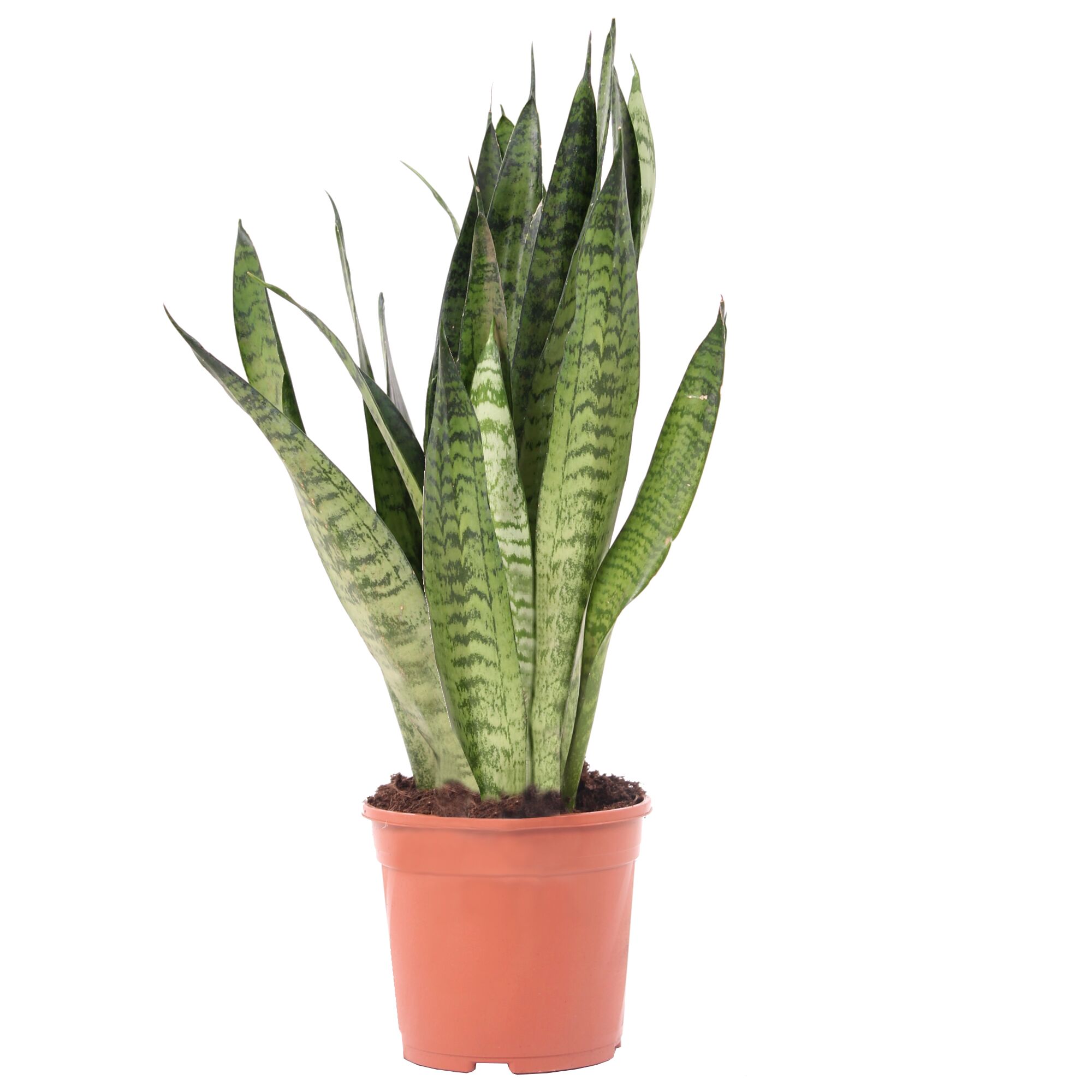 Bogenhanf in einem Topf