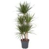 Drachenbaum Marginata im Topf