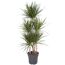 Drachenbaum Marginata im Topf
