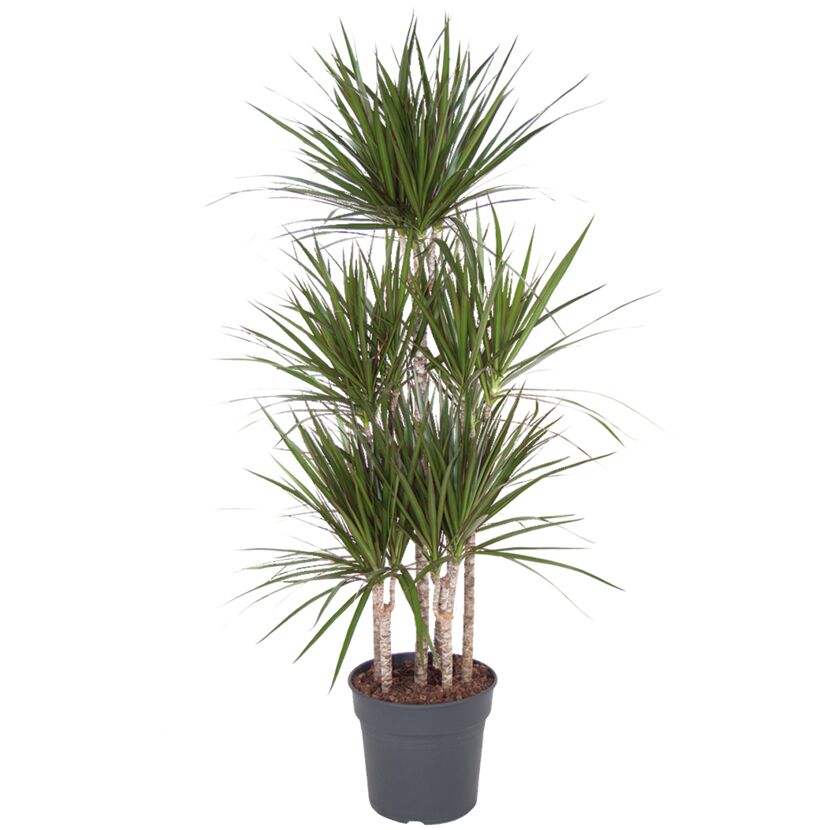 Drachenbaum Marginata im Topf