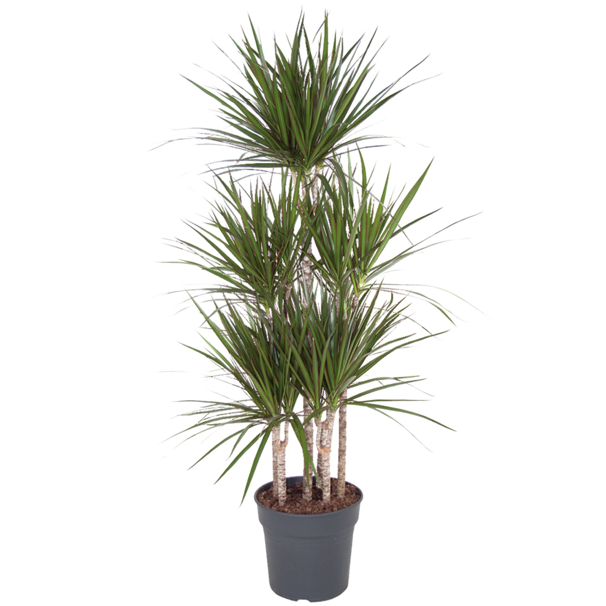 Drachenbaum Marginata im Topf