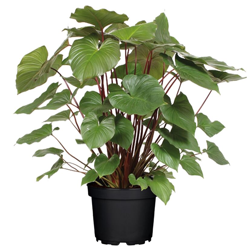 Homalomena Rubescens Maggy in schwarzem Topf