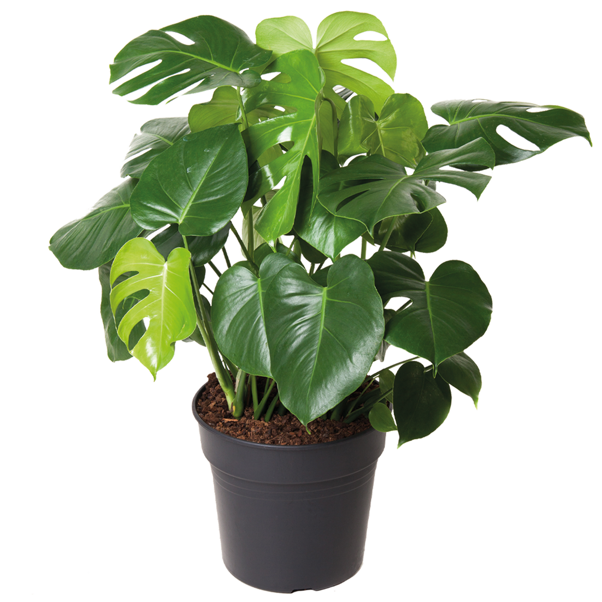 Monstera 30 cm Topf + product picture