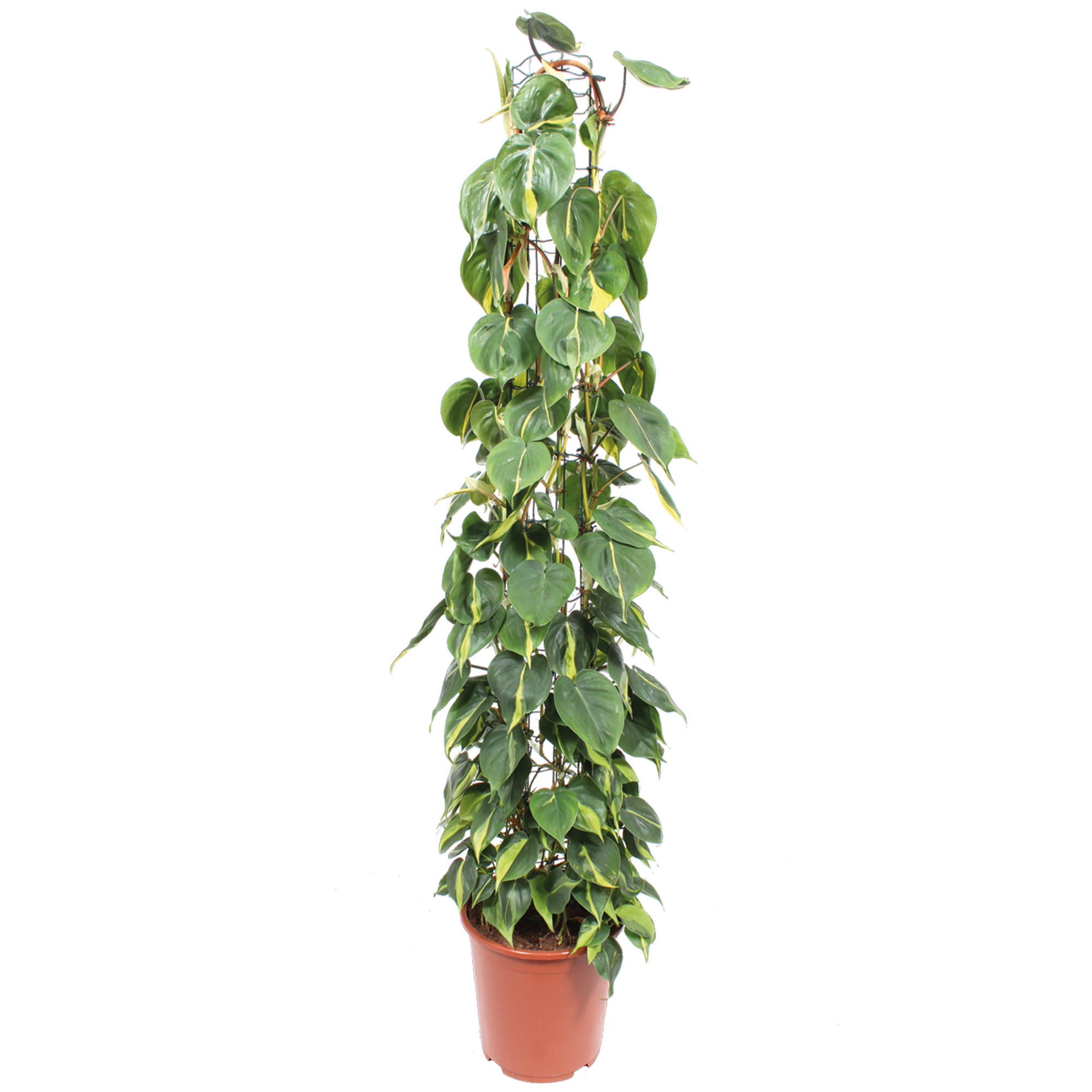 Philodendron 'Brasil' 27 cm Topf + product picture