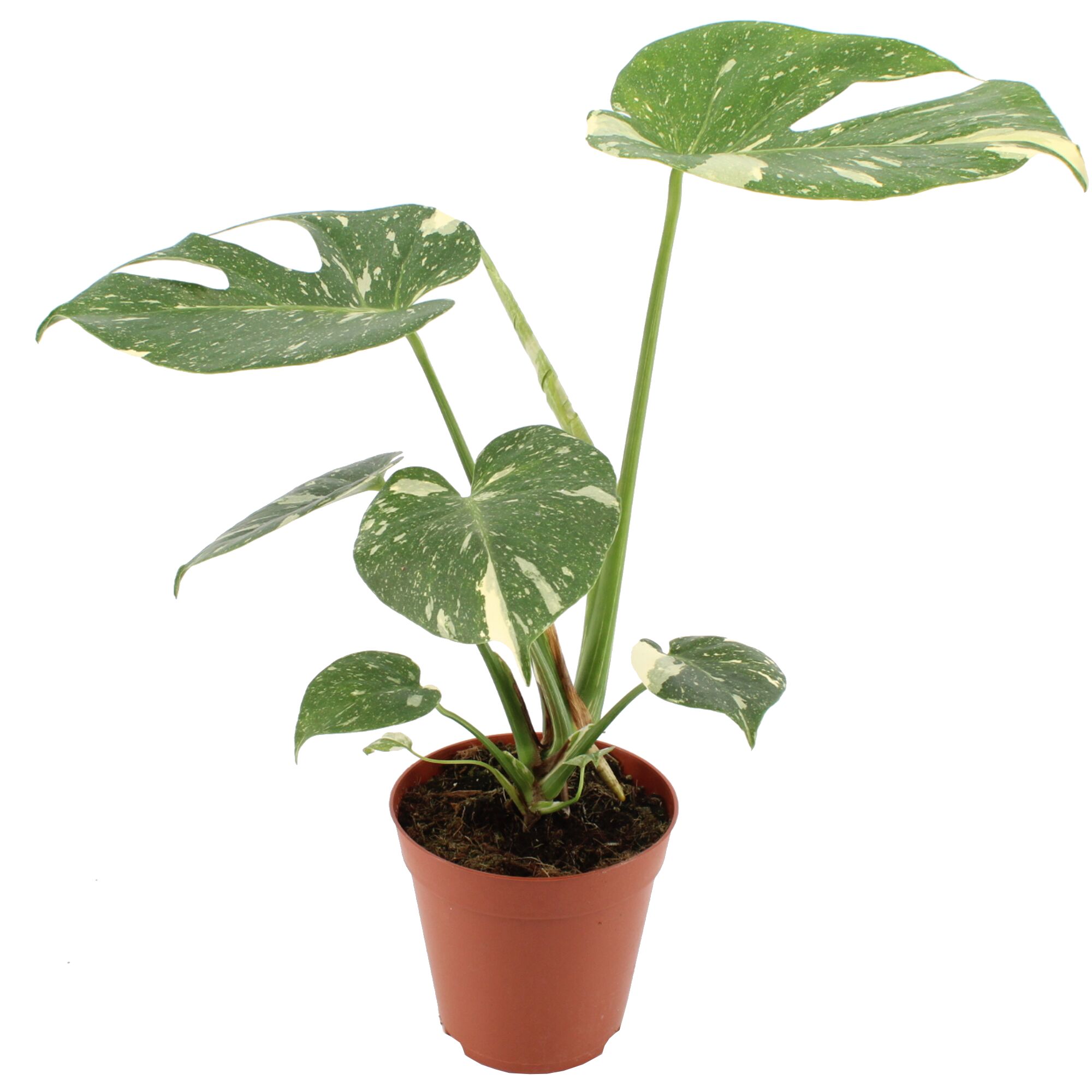 Monstera Thai Constellation im Topf