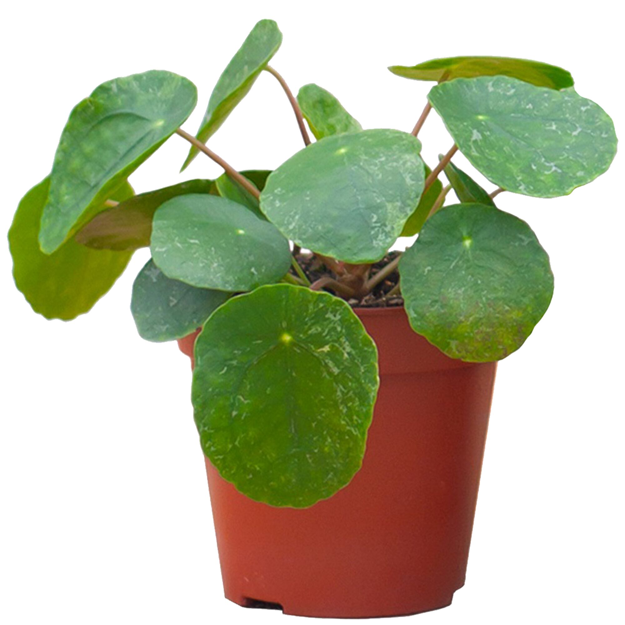 Ufo-Pflanze in einem Topf