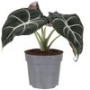 Alocasia Black Velvet Elefantenohr in grauem Topf