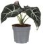 Alocasia Black Velvet Elefantenohr in grauem Topf
