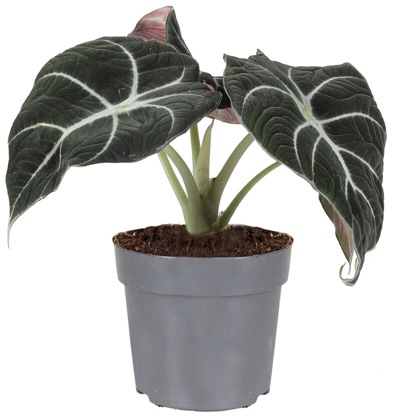 Alocasia Black Velvet Elefantenohr in grauem Topf
