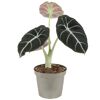 Alocasia Black Velvet Elefantenohr in grauem Topf