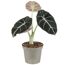 Alocasia Black Velvet Elefantenohr in grauem Topf