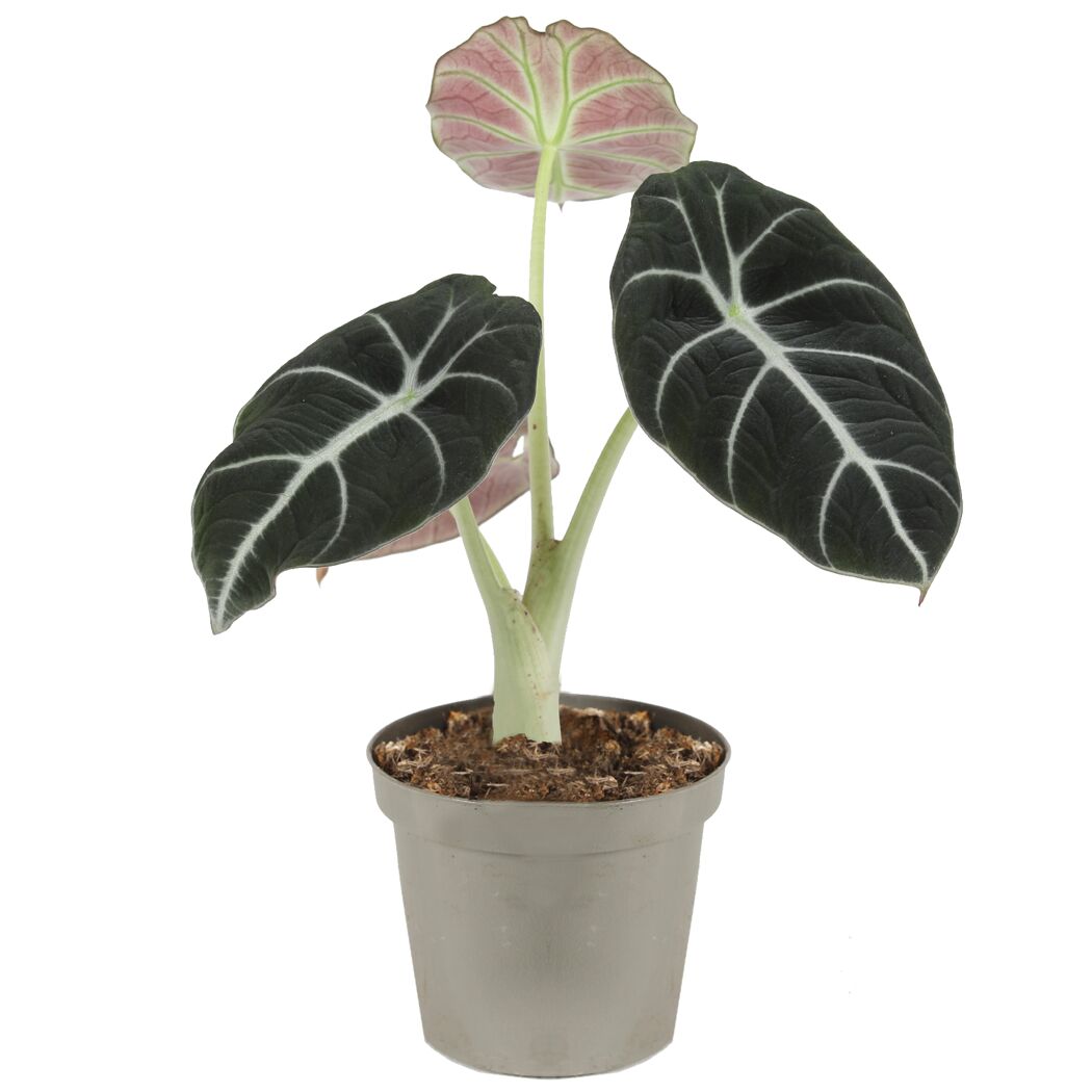 Alocasia Black Velvet Elefantenohr in grauem Topf