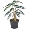 Alocasia Bambino Elefantenohr in einem schwarzen Topf
