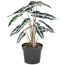 Alocasia Bambino Elefantenohr in einem schwarzen Topf