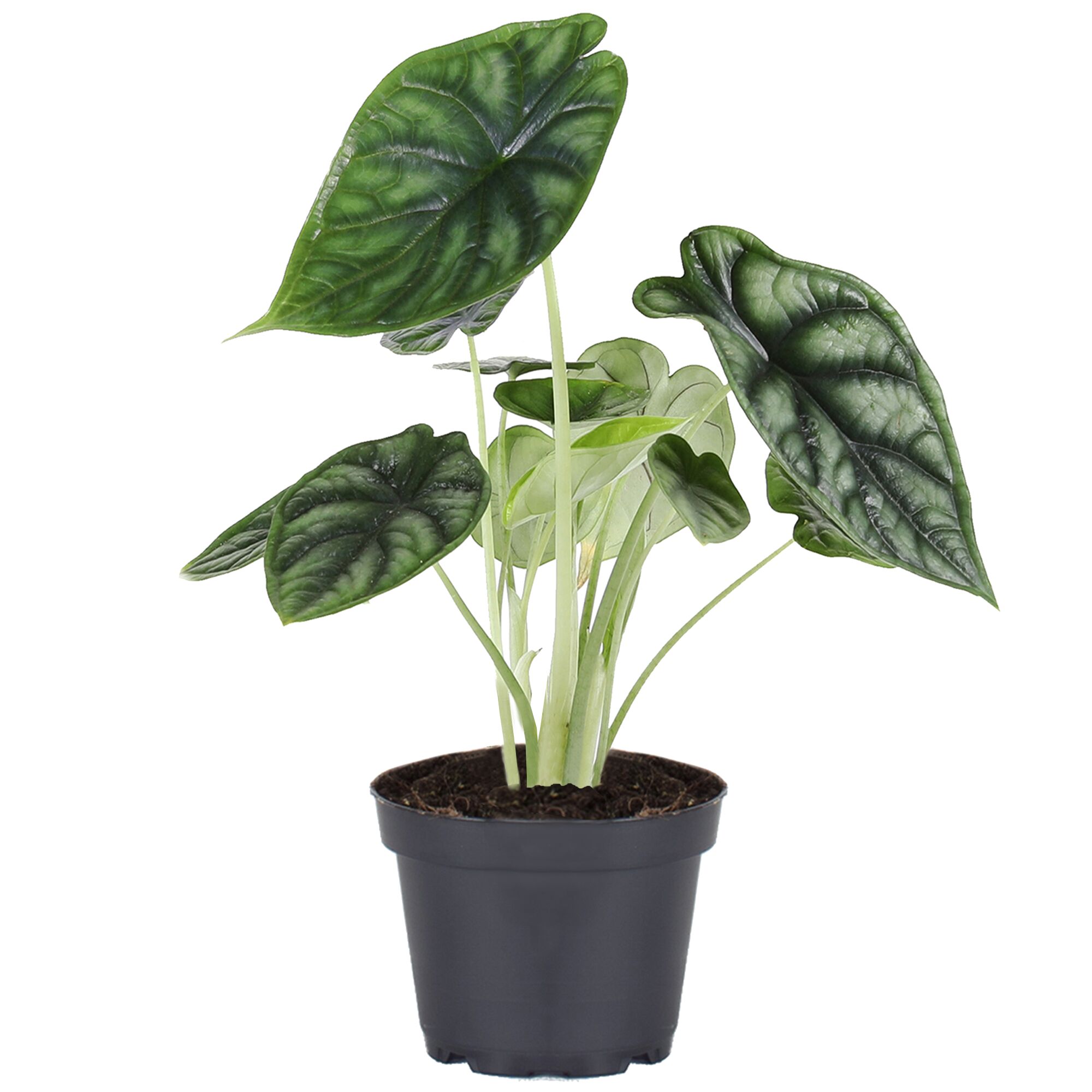 Alocasia Dragon Scale Elefantenohr in schwarzem Topf