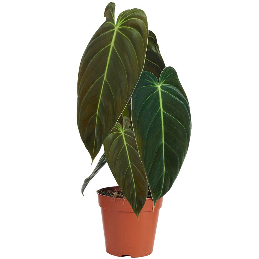 Philodendron Melano Baumfreund in einem Topf