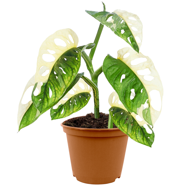 Bild von Monstera 'Adansonii variegata' 12 cm Topf