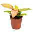Philodendron Prince Baumfreund in einem Topf