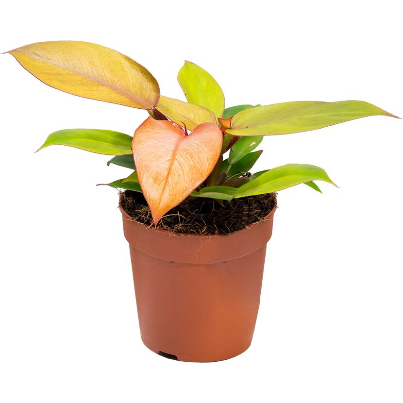 Philodendron Prince Baumfreund in einem Topf