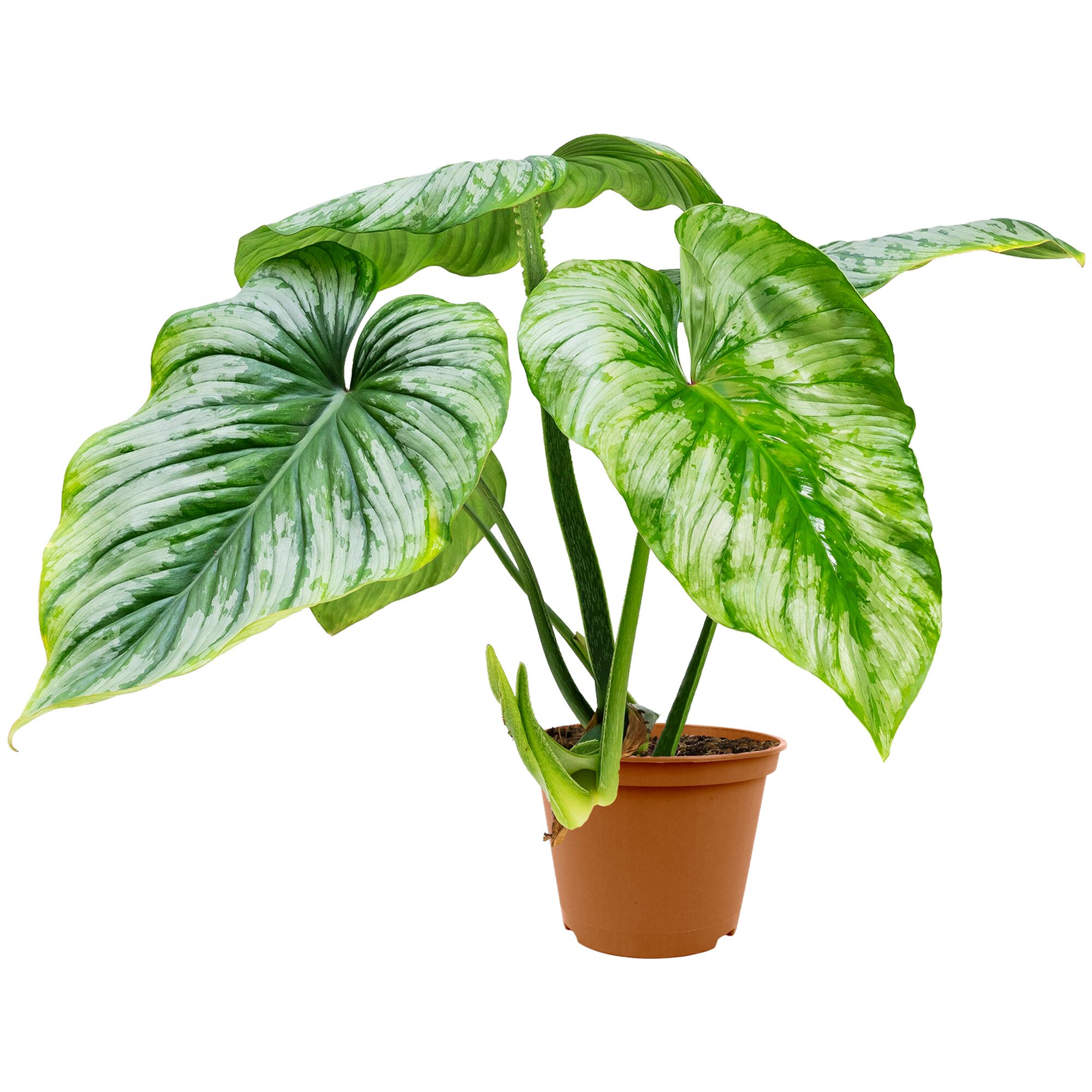 Philodendron Mamei Baumfreund im Topf
