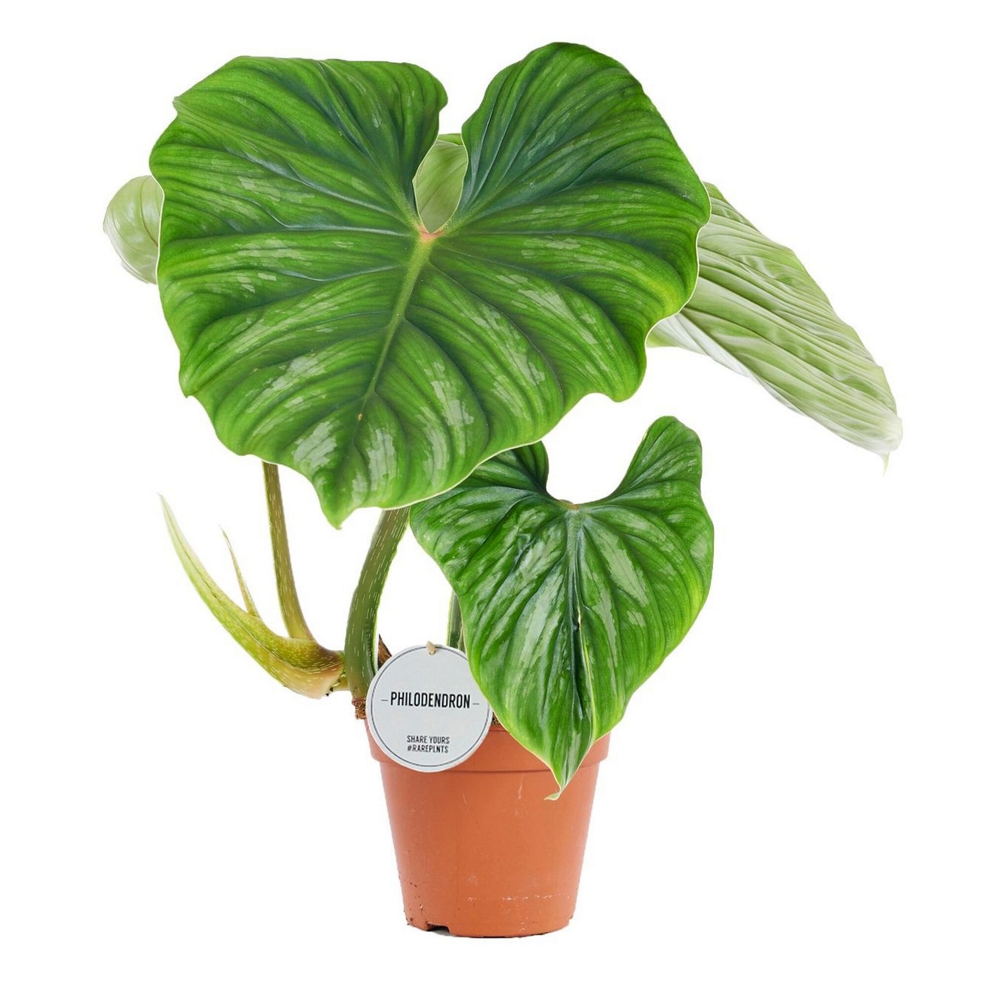 Philodendron Plowman im Topf